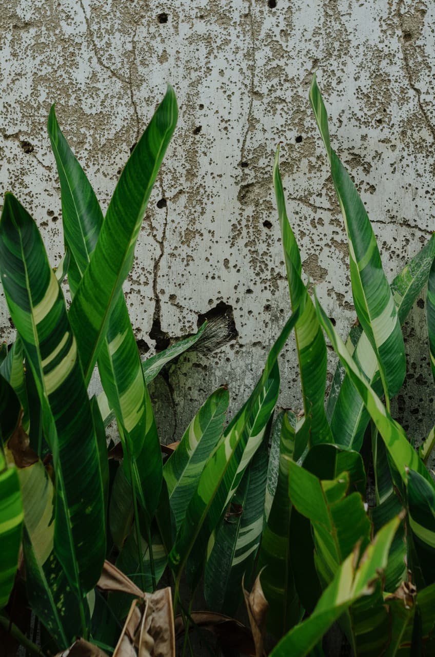 Превью Sri Lanka 2022